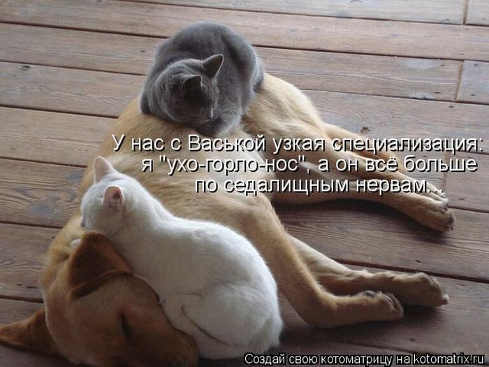 Лучшие котоматрицы за неделю