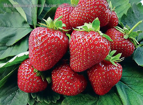 ЗЕМЛЯНИКА ЛЮБИТ ХВОЮ