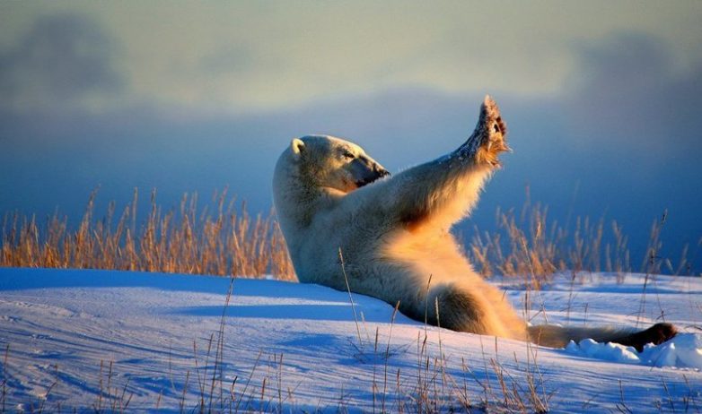 Финалисты конкурса Comedy Wildlife Photography Awards 2018 Финалисты конкурса Comedy Wildlife Photography Awards 2018