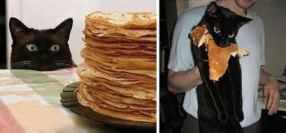 Коты, которых застали врасплох. И вовсе они не воруют, они охотятся! Коты, которых застали врасплох. И вовсе они не воруют, они охотятся!