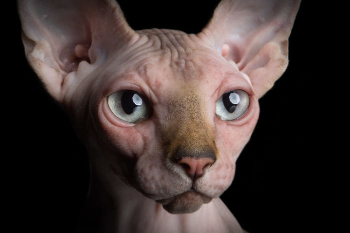 10+ Photos Of Hairless Cats That Will Remind You Of Aliens