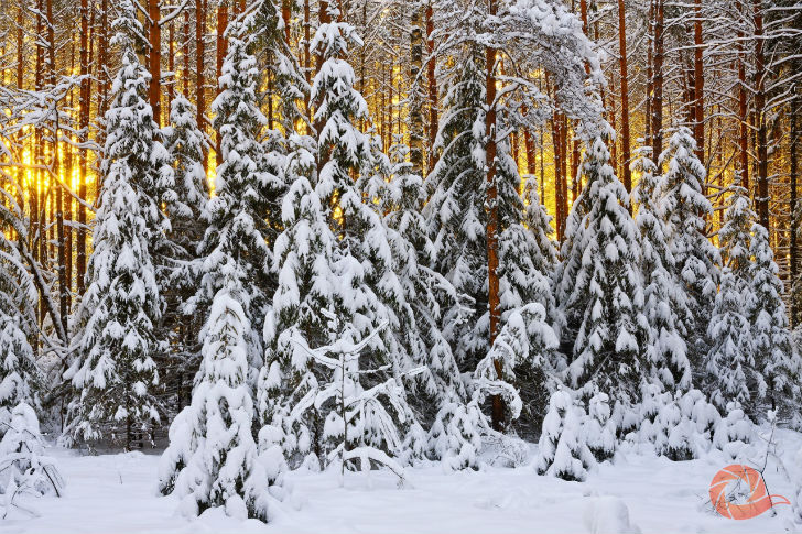 Природа России 14 Природа России 14