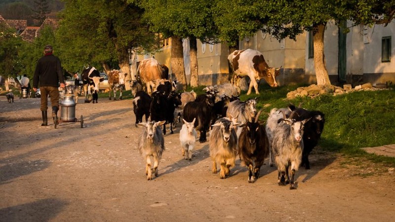 Некоторые аспекты сельской жизни в Румынии глушь, город, деревня, отдых, румыния, село, труд