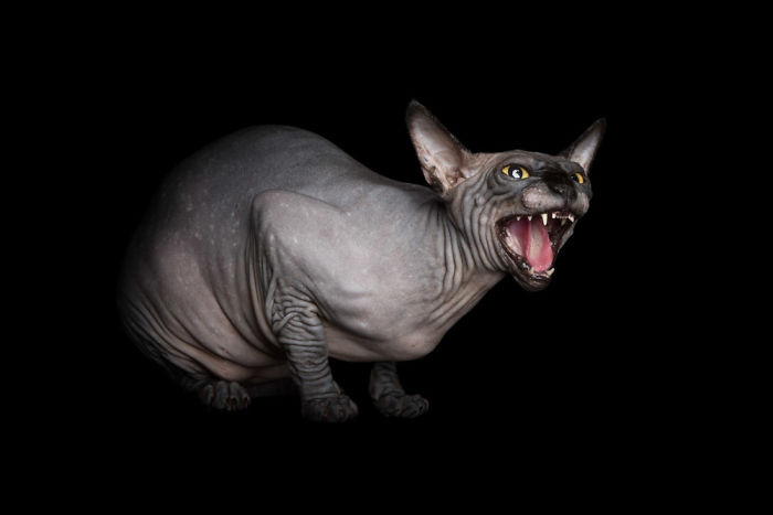 10+ Photos Of Hairless Cats That Will Remind You Of Aliens