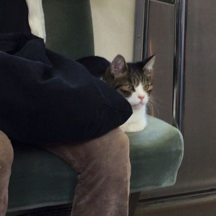 Кошка из Токио умеет самостоятельно ездить в метро Кошка из Токио умеет самостоятельно ездить в метро