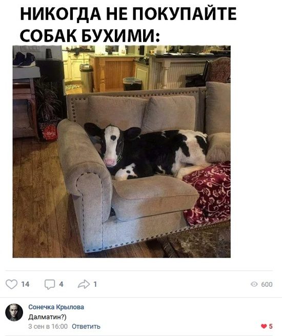 100% ржака, от которой будет болеть живот. Я балдею! 100% ржака, от которой будет болеть живот. Я балдею!