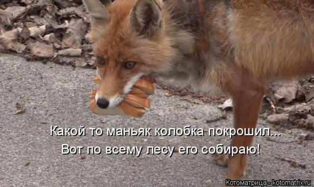Лучшие котоматрицы за прошедшую неделю)) Лучшие котоматрицы за прошедшую неделю))