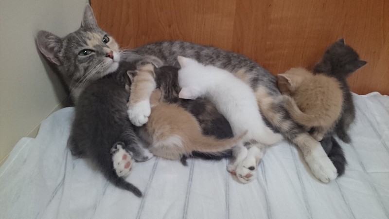 Кошка родила шестерых котят на подводной лодке в Новороссийске