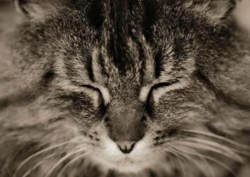 Мэйкуны - фантастические коты. Словно лев в миниатюре! Мэйкуны - фантастические коты. Словно лев в миниатюре!