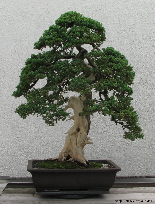 3925073_dwarf_japanese_juniper_19752007 (532x700, 294Kb)