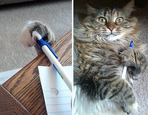 Коты, которых застали врасплох. И вовсе они не воруют, они охотятся! Коты, которых застали врасплох. И вовсе они не воруют, они охотятся!