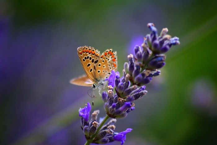 lavanda-foto-06-e1419759373657 (700x468, 42Kb)