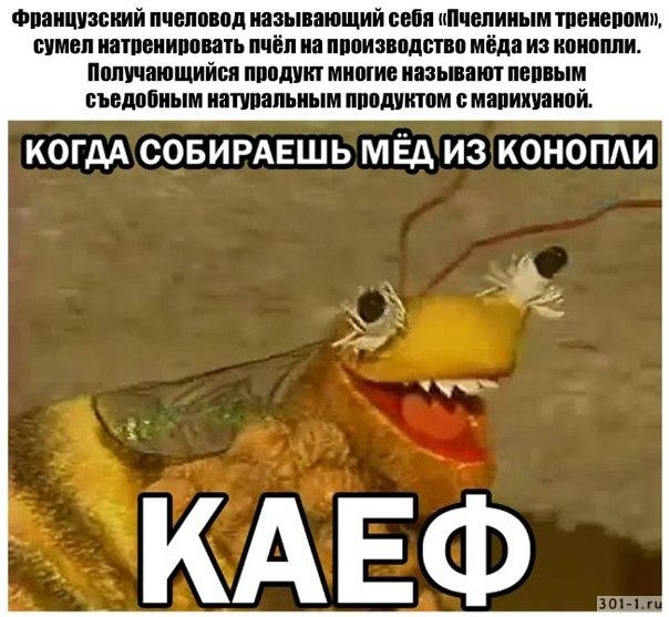 Мёд из конопли