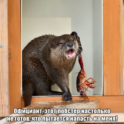 Прикольные картинки (30 фото) Прикольные картинки (30 фото)