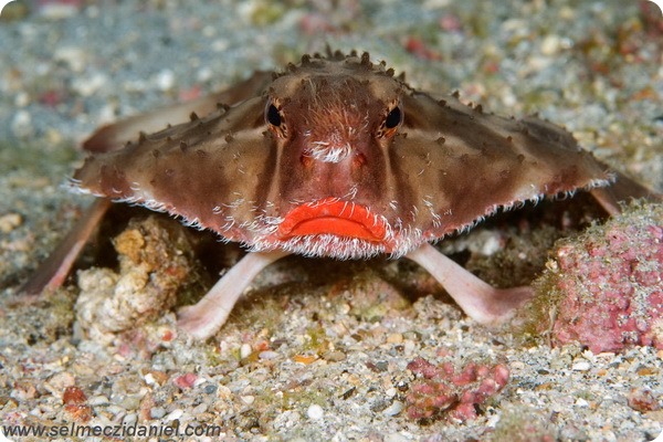 Морской нетопырь (лат. Ogcocephalus) Морской нетопырь (лат. Ogcocephalus)