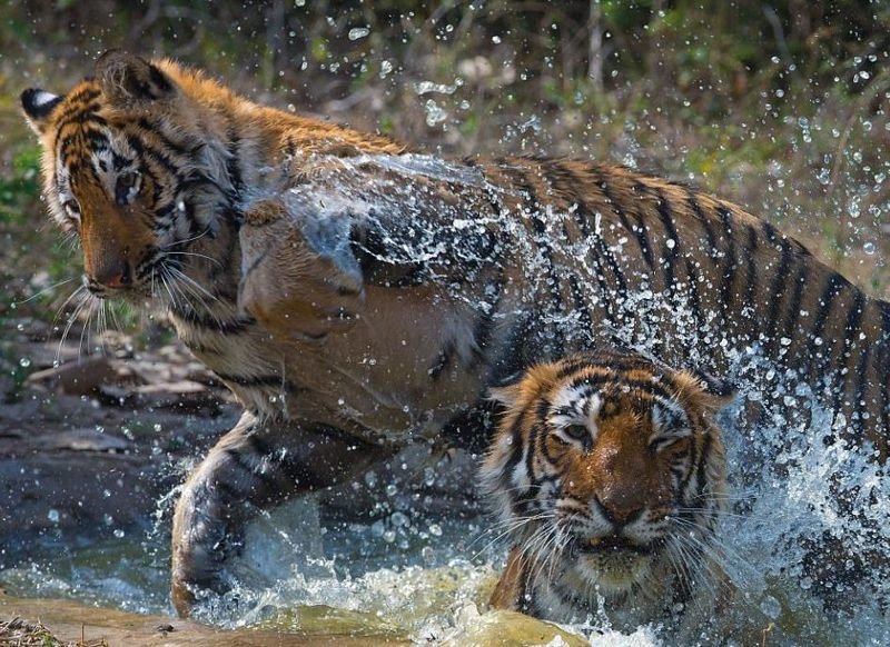 Фотограф из Германии показал Индию, которую не видел ни один турист! Фотограф из Германии показал Индию, которую не видел ни один турист! животные, звери, индия, красота, пейзажи, птицы, фото, фотограф