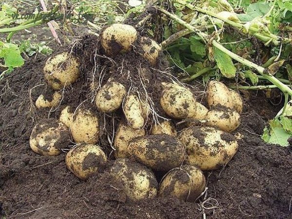 Китайский метод посадки картофеля обеспечивает невероятную урожайность Китайский метод посадки картофеля обеспечивает невероятную урожайность