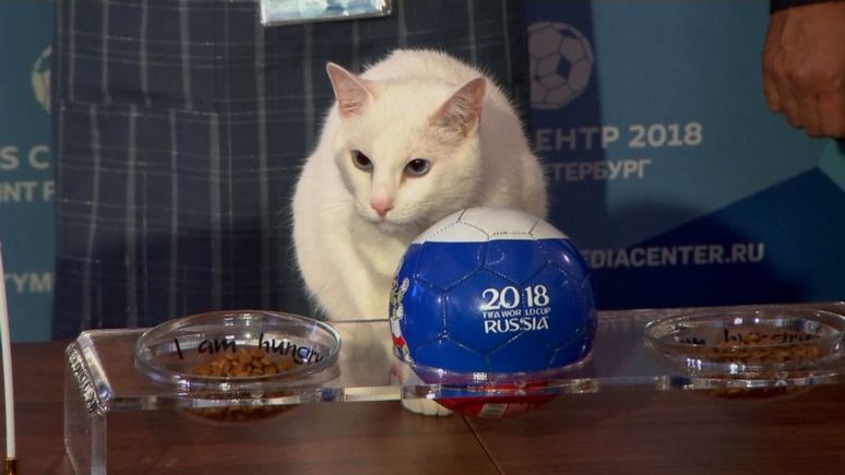 Кот - спаситель России! Кот - спаситель России!