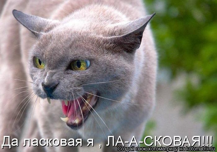 Лучшие котоматрицы за неделю