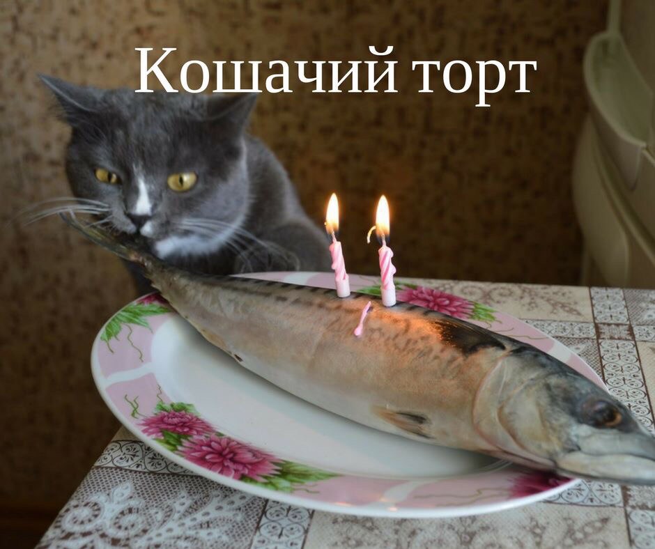 Кошки в нашей жизни)