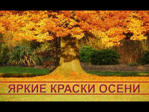 Яркие краски осени: красивая осенняя природа Яркие краски осени: красивая осенняя природа