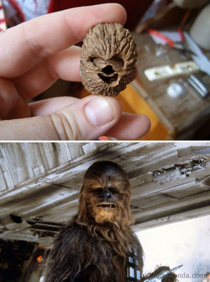This Walnut Look Like Chewbacca