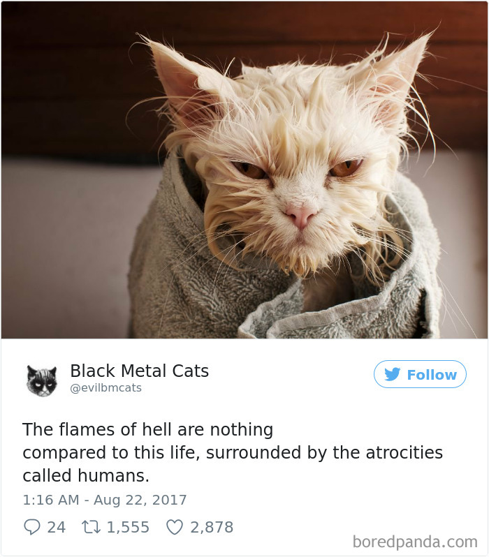 Black-metal-cats-lyrics-tweets