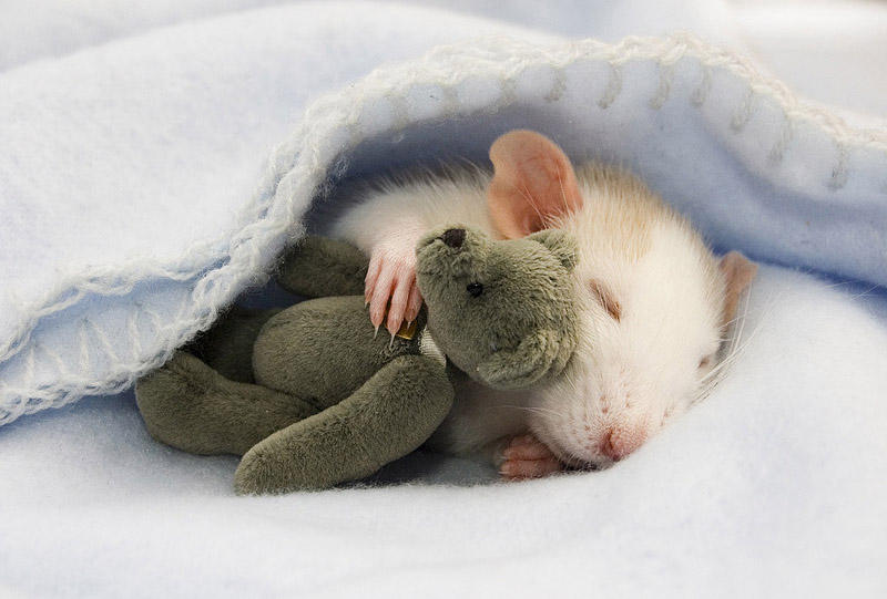 Очаровательные крыски с плюшевыми мишками