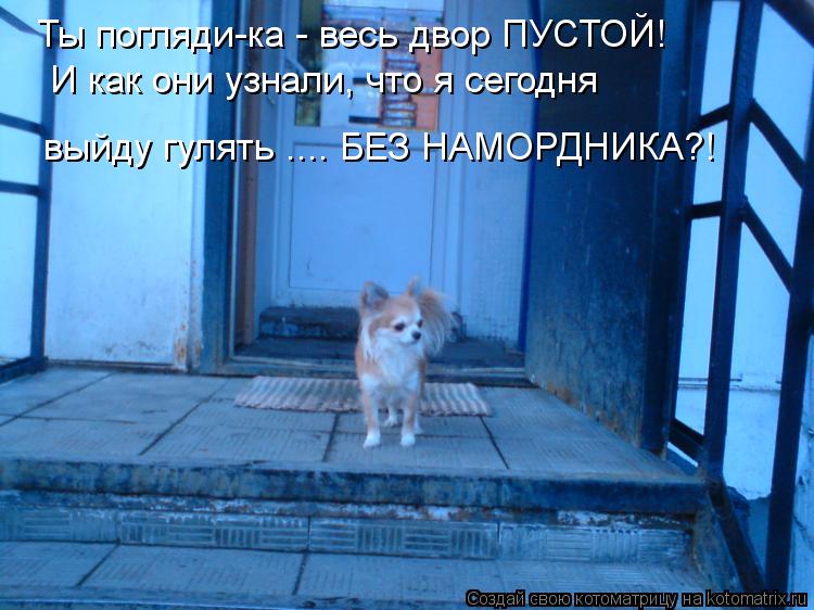 Ты погляди-ка - весь двор ПУСТОЙ! И как они узнали, что я сегодня выйду гулять .... БЕЗ НАМОРДНИКА?!... Ты погляди-ка - весь двор ПУСТОЙ! И как они узнали, что я сегодня выйду гулять .... БЕЗ НАМОРДНИКА?!