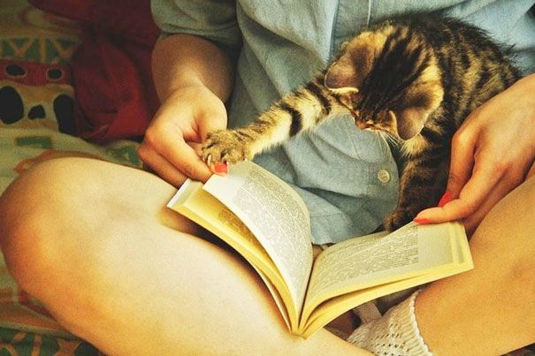 Кошки против книг: 25 кошек, которые хотят, чтобы вы прекратили читать Кошки против книг, кошки которые мешают читать