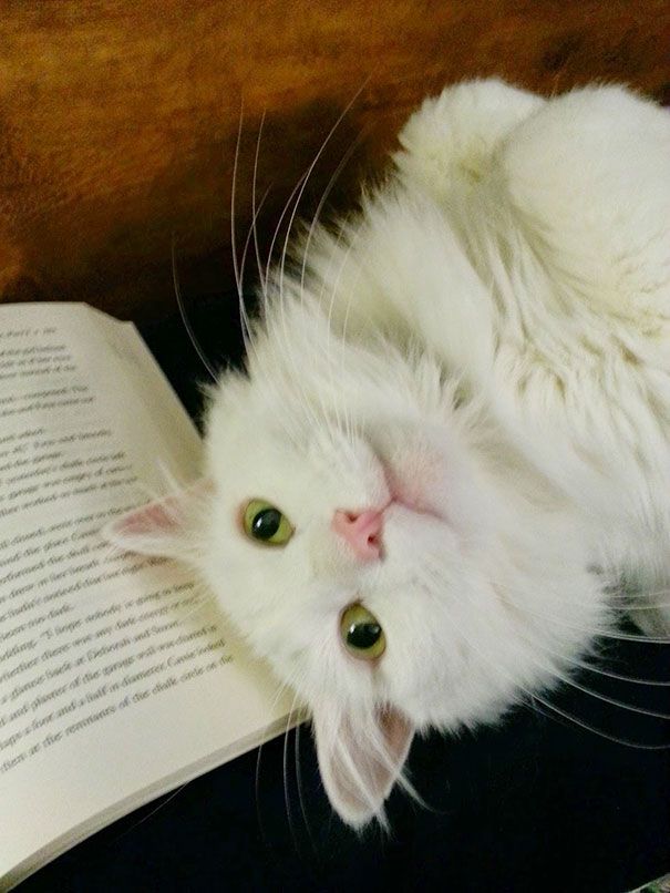 Кошки против книг: 25 кошек, которые хотят, чтобы вы прекратили читать Кошки против книг, кошки которые мешают читать