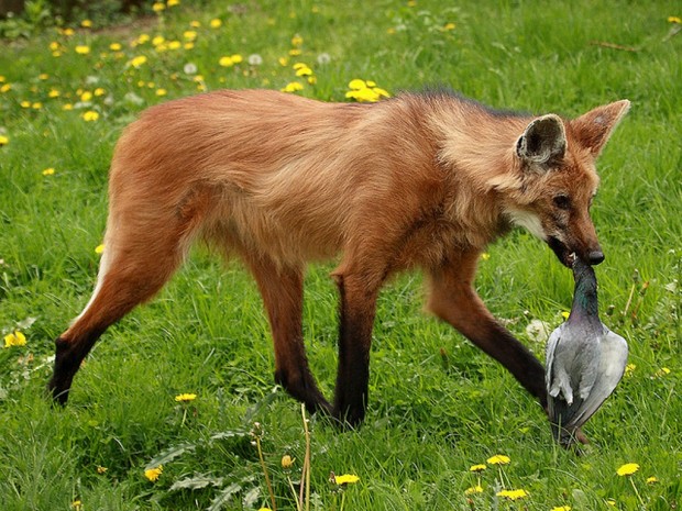 Гривастый или гривистый волк (лат. Chrysocyon brachyurus) (англ. Maned wolf)