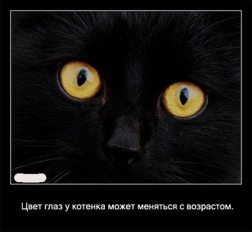 Интересные факты о кошках в картинках Интересные факты о кошках в картинках