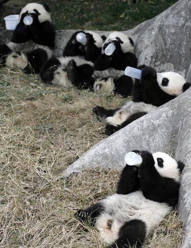 Fun Corner " Pandas Love Milk