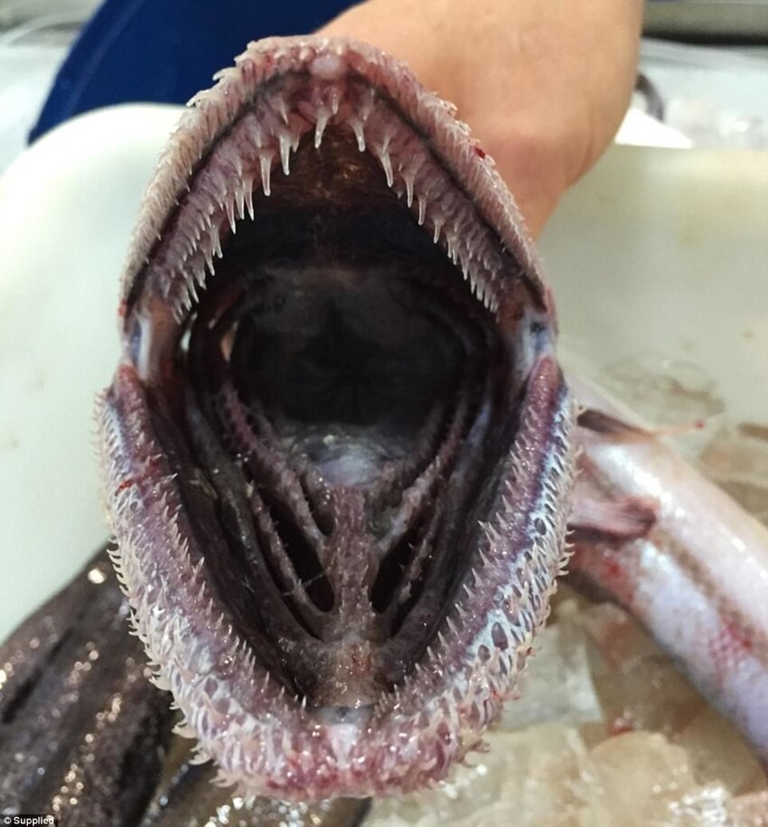Bathysaurus Ferox Bathysaurus Ferox