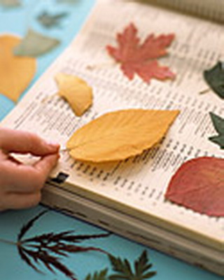 press-leaf-project7-2.jpg