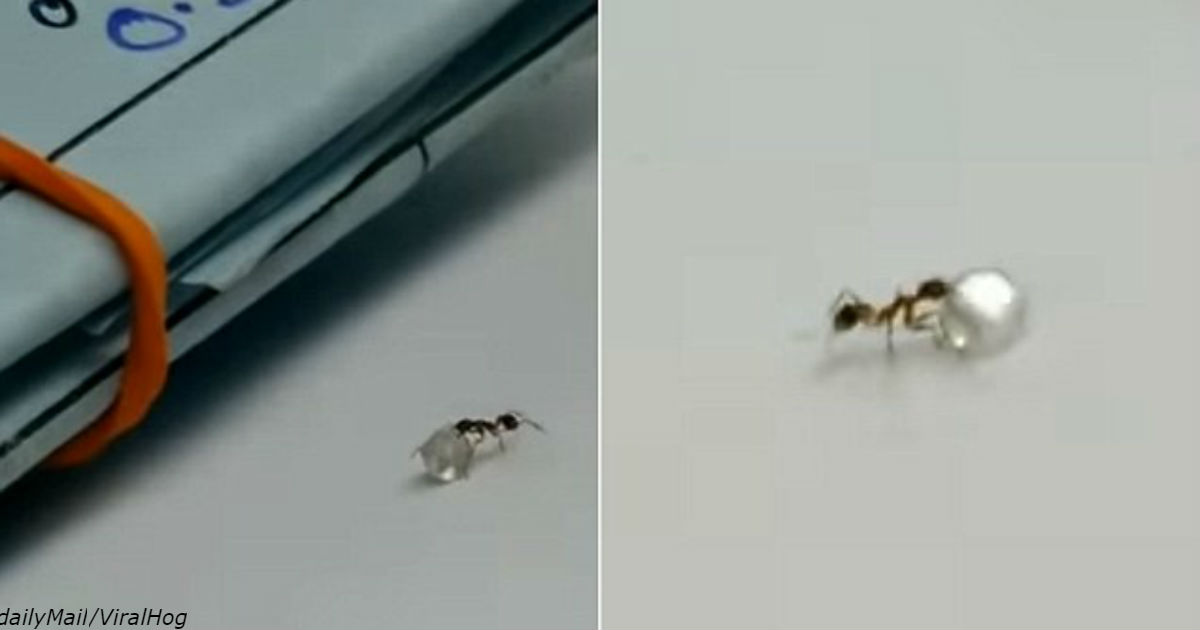 На видео видно, как муравей пытался украсть бриллиант прямо из магазина! На видео видно, как муравей пытался украсть бриллиант прямо из магазина!