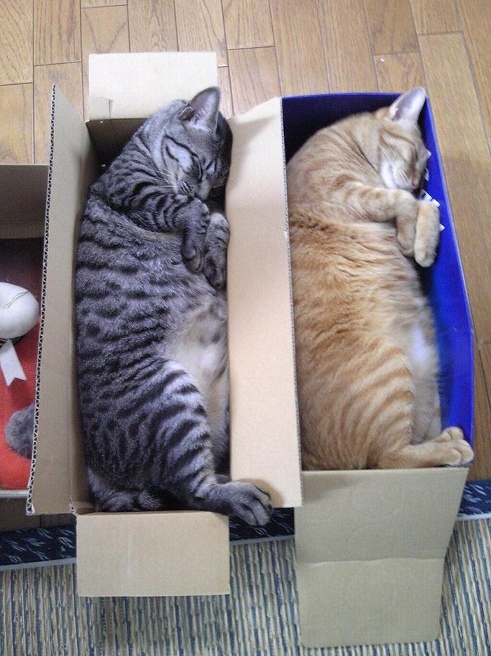 Синхронные коты Синхронные коты