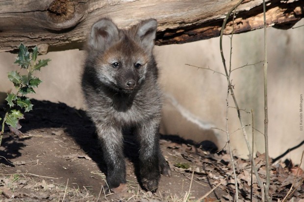 Гривастый или гривистый волк (лат. Chrysocyon brachyurus) (англ. Maned wolf)