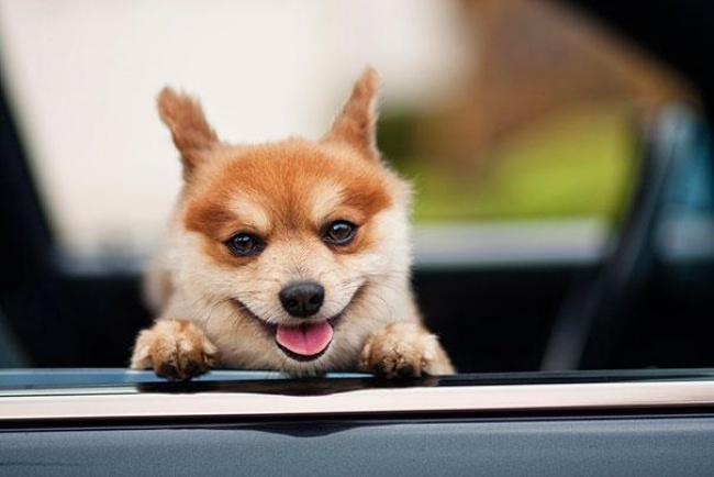 Улыбчивые животные