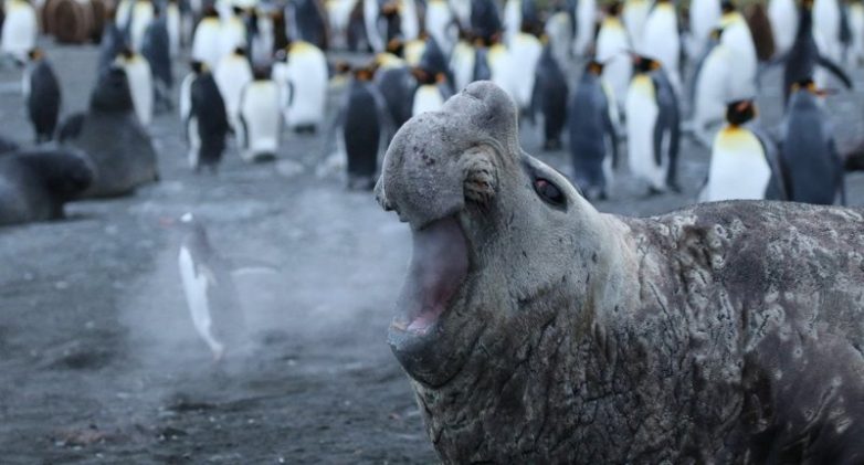 Финалисты конкурса Comedy Wildlife Photography Awards 2018 Финалисты конкурса Comedy Wildlife Photography Awards 2018