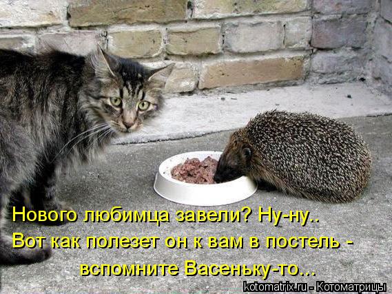 Котоматрица - Нового любимца завели? Ну-ну.. Вот как полезет он к вам в постель - вс