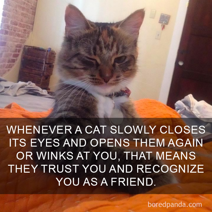 Cat Fact