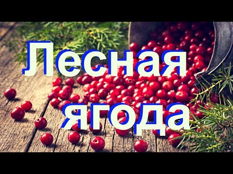 Лесная ягода Лесная ягода