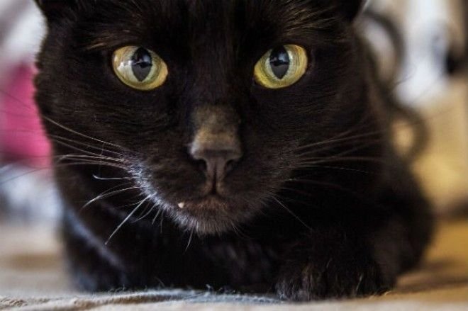 Черные кошки и хорошая генетика животные, коты, факты