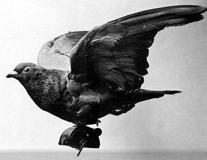 Занятные факты из разных областей - Фото