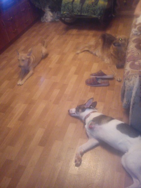 Щенок вырывался, никак не хотел умирать и боролся за свою жизнь...