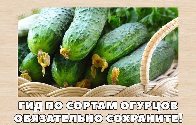 САД, ЦВЕТНИК И ОГОРОД. Гид по сортам огурцов САД, ЦВЕТНИК И ОГОРОД. Гид по сортам огурцов