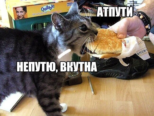 Котопост: кошки - очарование моё!