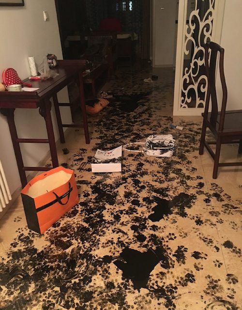Хозяева пожалели о том, что решили оставить его одного дома
